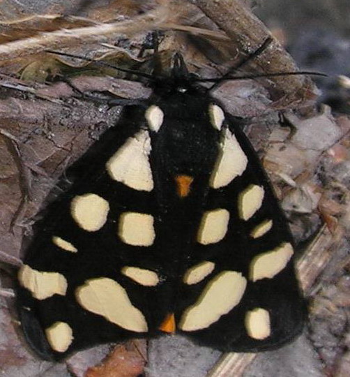 Arctia villica